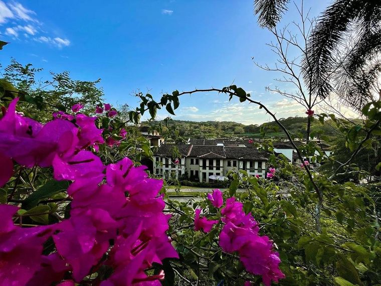 Buganvillas fucsia enmarcando la vista hacia los edificios del residencial y las colinas