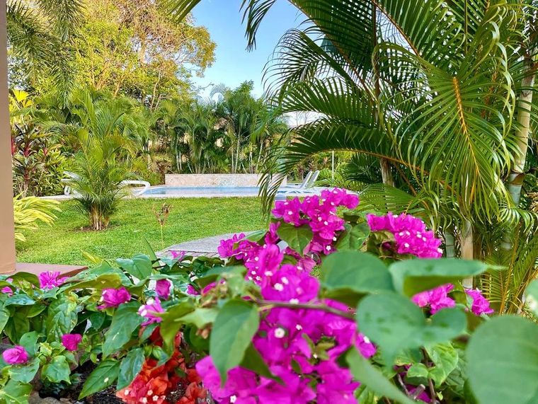 Buganvillas en primer plano con un jardín tropical y una piscina al fondo
